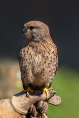 Male kestrel close up