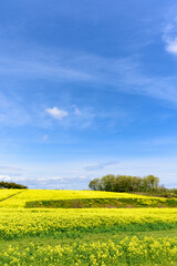 Obraz premium さわやかな菜の花畑