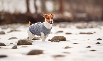 Small Jack Russell terrier in her knitted winter coat standing on snow covered field near river, few stones visible, view from side