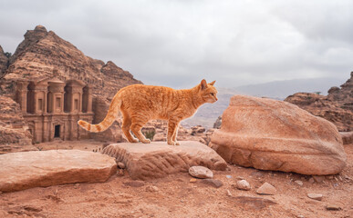 Small orange cat walking over red rocks, mountainous landscape in Petra Jordan, with monastery...