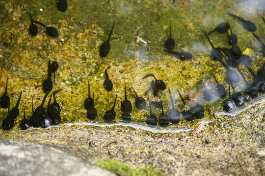 Group of small black tadpoles swimming near rocky pond shore, closeup detail