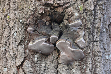 Phellinus tremulae, commonly known aspen bracket, wild polypore fungus from Finland