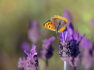 Butterfly photographed in their natural environment.	