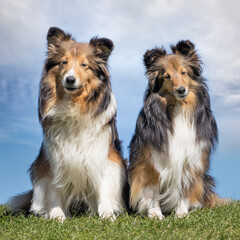 portrait of a beautiful purebred dog