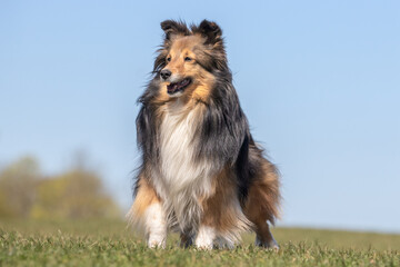 portrait of a beautiful purebred dog