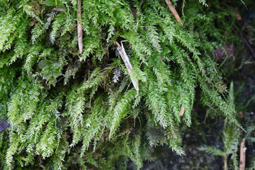 Plagiothecium denticulatum, known as  dented silk-moss or  toothed plagiothecium moss