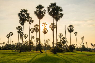 Fototapeta na wymiar Sunset light through sugar palm and rice farm