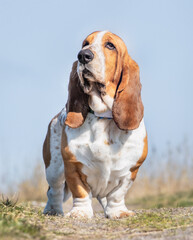 portrait of a beautiful purebred dog