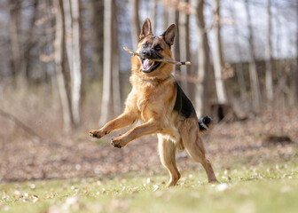 portrait of a beautiful purebred dog