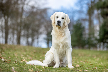 portrait of a beautiful purebred dog