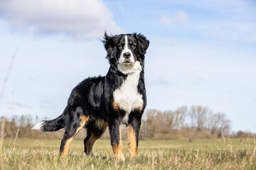 portrait of a beautiful purebred dog