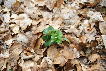 Frühling mit einem wachsenden Keim einer Pflanze im Wald, Baum in Form von Naturverjüngung