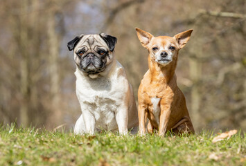 portrait of a beautiful purebred dog