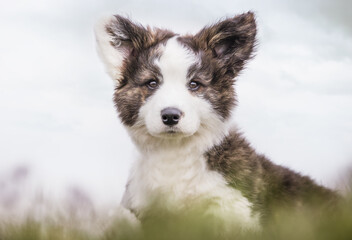 portrait of a beautiful purebred dog
