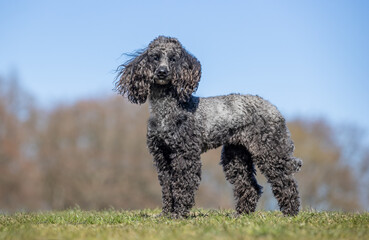 portrait of a beautiful purebred dog