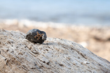 little starfish