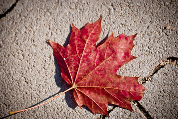 Obrazy na Plexi  Jesienny liść