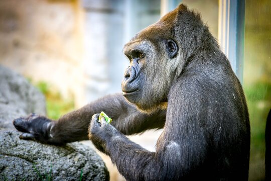 GORILLA EATING FRUIT ON A ROCK
