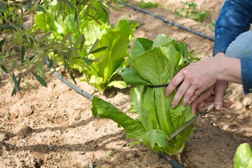 Detail of woman´s hands cutting an organic lettuce directly from the soil in a vegetable garden