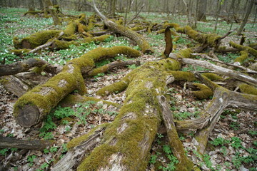 Buschwindröschen, Anemonen im Frühling eines, Bergwalds, Buchen Wald im April oder Mai mit Austrieb der jungen hell grünen Blätter