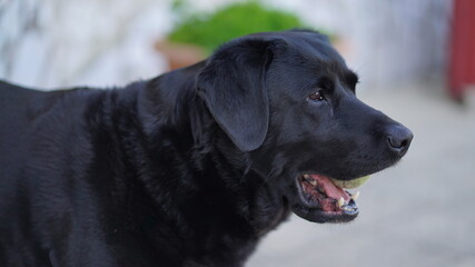 cão companhia rafeiro