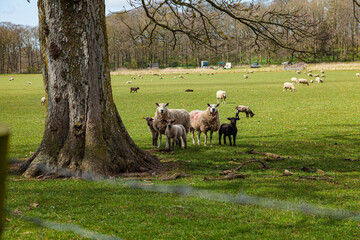 Fototapeta premium sheep on green meadow