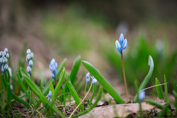 Scilla siberica flower in park at springtime