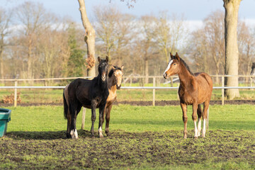 Three one-year-old horses in the pasture. A black, a yellow and a chestnut colored foal. Trees and fence in the background. Selective focus