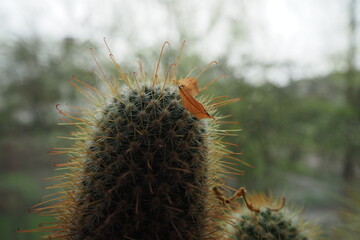 Coniferous green cactus with dry leaf