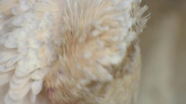 gallinas en el corral 35