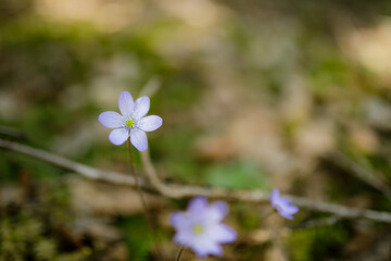 Beautiful hepatica nobilis in the forest at spring day