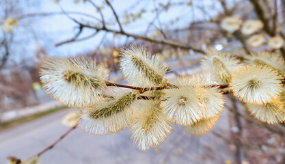 Willow spring flowers close up in Moscow