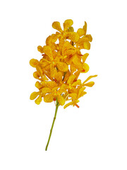 isolated yellow orchid flowers with clipping path on white background a beautiful in nature of fresh vivid mokara orchids flower from tropical garden