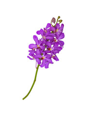 isolated purple orchid flowers with clipping path on white background a beautiful in nature of fresh vivid mokara orchids flower from tropical garden