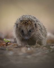 Igel