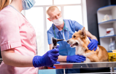 A team of veterinarians examines the ears of a sick Corgi dog using an otoscope