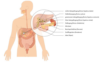 Verdauungsorgane / Verdauungssystem des Menschen - Galle Leber - deutsche Beschriftung
