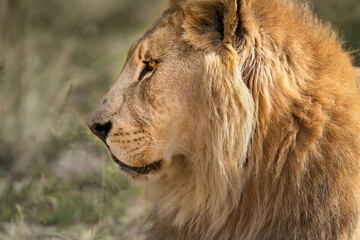 Portrait of great male African lion king of the jungle - Mighty wild animal in nature, roaming the grasslands and savannah of Africa
