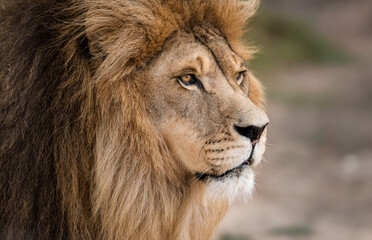 Naklejka na ściany i meble Close-up portrait of magnificent male African lion king of the jungle - Mighty wild animal in nature, roaming the grasslands and savannah of Africa