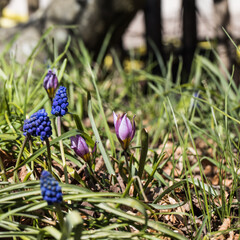 Spring sign with flowers around Malmö Sweden Skåne - 431318781