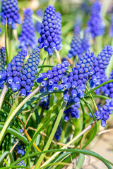 Grape Hyacinth