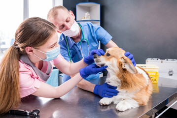 Veterinarian team examining teeth and mouth of a sick Corgi dog