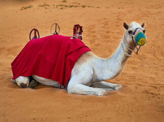 a camel lies on the sand in the Abu Dhabi desert