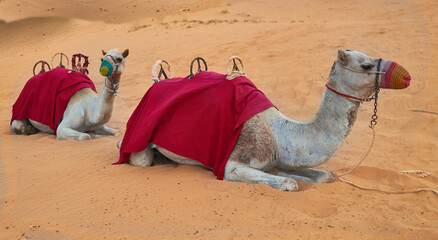 a camel lies on the sand in the Abu Dhabi desert