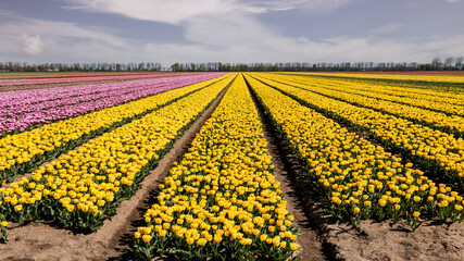 Tulip field in spring, known worldwide for the beautiful colors on the land, province of Flevoland, the Netherlands