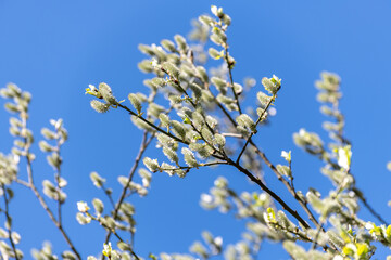 twigs of blossoming pussy willow on a background of blue sky