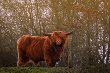 Poster de jardin Highlander écossais scottish highland cow