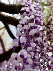 close up of wisteria flowers