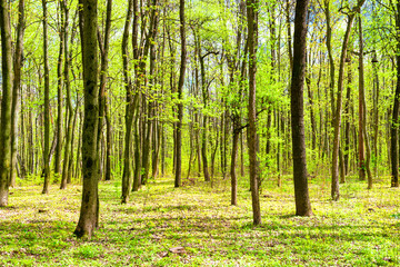 Green spring forest with young new green leaves on trees