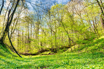 Green grass on a meadow in spring forest with new leaves on trees